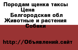Породам щенка таксы › Цена ­ 3 000 - Белгородская обл. Животные и растения » Собаки   